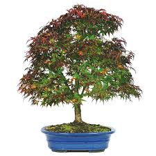 anese maple bonsai care