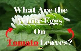 White Eggs On Tomato Leaves