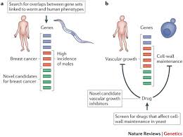 model organisms for human genetics