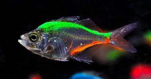 coloured glass tetra tetra fish