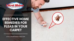remes for fleas in your carpet
