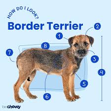 border terrier breed characteristics