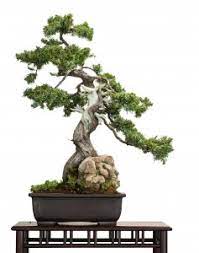 how to care for a juniper bonsai tree