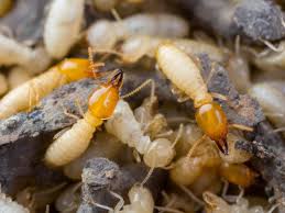 Termites Carpenter Ants