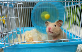 best hamster cages in the uk 2021