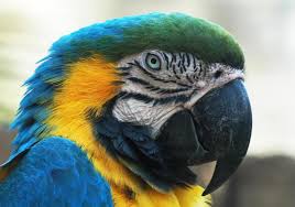 blue macaw free stock photo by