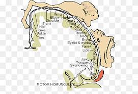 cortical homunculus png images pngwing