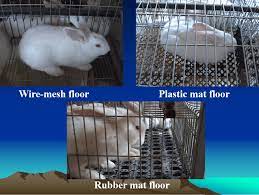 effect of cage floor type on