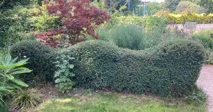 Hedge T And Topiary Thrive
