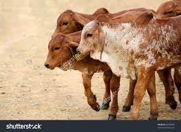 Brahman cattle are tough and hardy and make great mothers to their calves. Coloured Brahman Cattle Google Search Cattle Raising Cattle Farm Yard