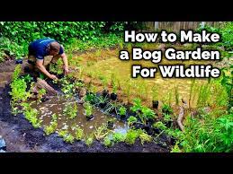 How To Make A Bog Garden For Wildlife