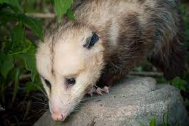 how do i keep opossums out of my garden