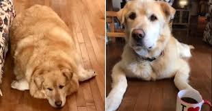 Golden Retriever Dog Weight Loss Help Your Dog Live Longer