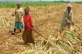 Busoga Should Give Up Sugarcane Growing Daily Monitor