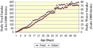 Water Intake A Good Measure Of Broiler Performance The