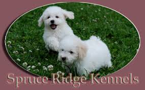 toy poodle cross spruce ridge kennels