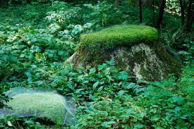How To Grow Moss In Your Garden Houzz