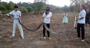 The giant super snake is a 25 ft long reticulated python. What Is The Longest Confirmed Length Of A Snake Quora