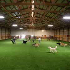 dog daycare the pet ranch