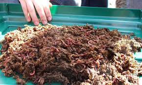 feed worms for epic vermicompost
