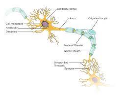 It's great for kids because it is very easy to understand. 12 2 Nervous Tissue Anatomy Physiology