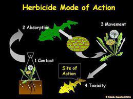 The root system is not killed and the weed may grow back from the roots. How Pesticides Work Kentucky Pesticide Safety Education