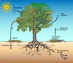 How To Measure The Carbon Content Of Trees Geogy