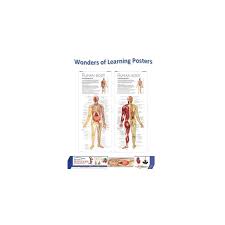 Wonders Of Learning Wall Chart Discover The Human Body