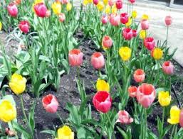 Bunga asoka merupakan salah satu jenis tanaman hias. 10 Cara Menanam Bunga Tulip Di Daerah Tropis Ilmubudidaya Com