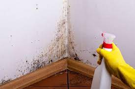 how to cleanup mold on walls mold