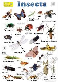 Text 12 A Wall Chart Insects Bugs