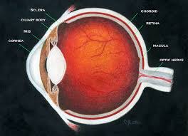 central retinal vein occlusion scott