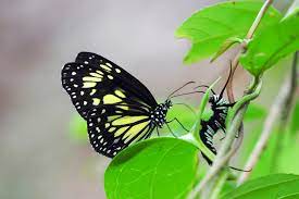 milkweed erflies are more ous