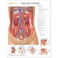 Urinary System Chart Poster Laminated