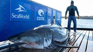 great white sharks dubbed 'Ironbound ...