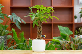 Money Tree Plant How To Grow And Care