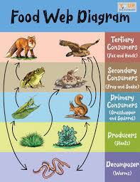 Learn about the different natural environments of plants and animals. Simple Food Web Examples For Kids