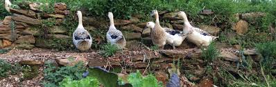 Ducks are a great animal to start with if you are considering adding livestock to your life. Top 10 Garden Plants For Chickens And Ducks Tyrant Farms