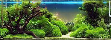 Can Land Moss Grow In Aquariums Tips