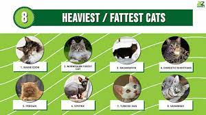 top 8 heaviest fattest cats az s