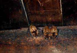 4 Signs Bats Are Hibernating In Your