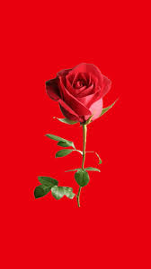 bright red rose mobile wallpaper
