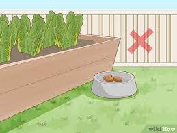 Keep Rats Out Of A Vegetable Garden