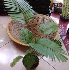 Palm Calamus Ciliaris Palm Paris Free