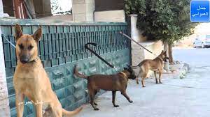 كلاب ال (مالينو البلجيكيه) جيده جدا للحراسه مع جمال العمواسي - YouTube