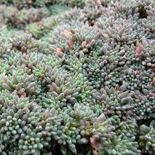 sedum hispani blue carpet from nvk