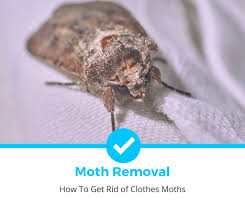 how to get rid of clothes moths 2023