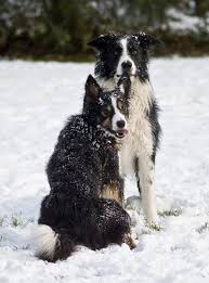 the border collie solr hollow clic