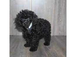 toy poodle dog male black 2468328 pet