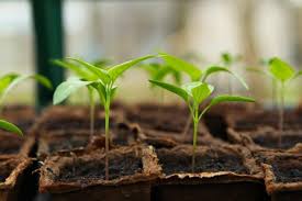 how to start seeds indoors growing